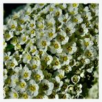 Spirea broccataphotographica