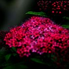 Spirea