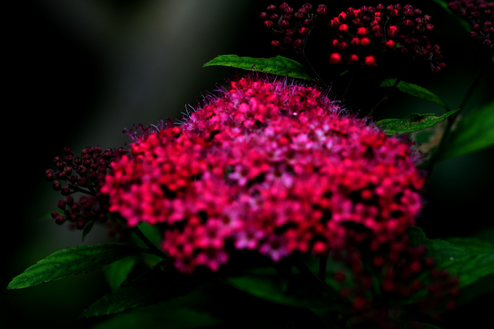 Spirea