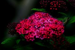 Spirea