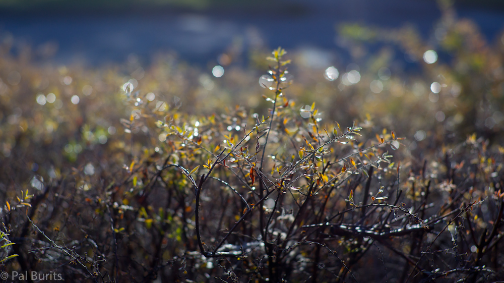 Spirea