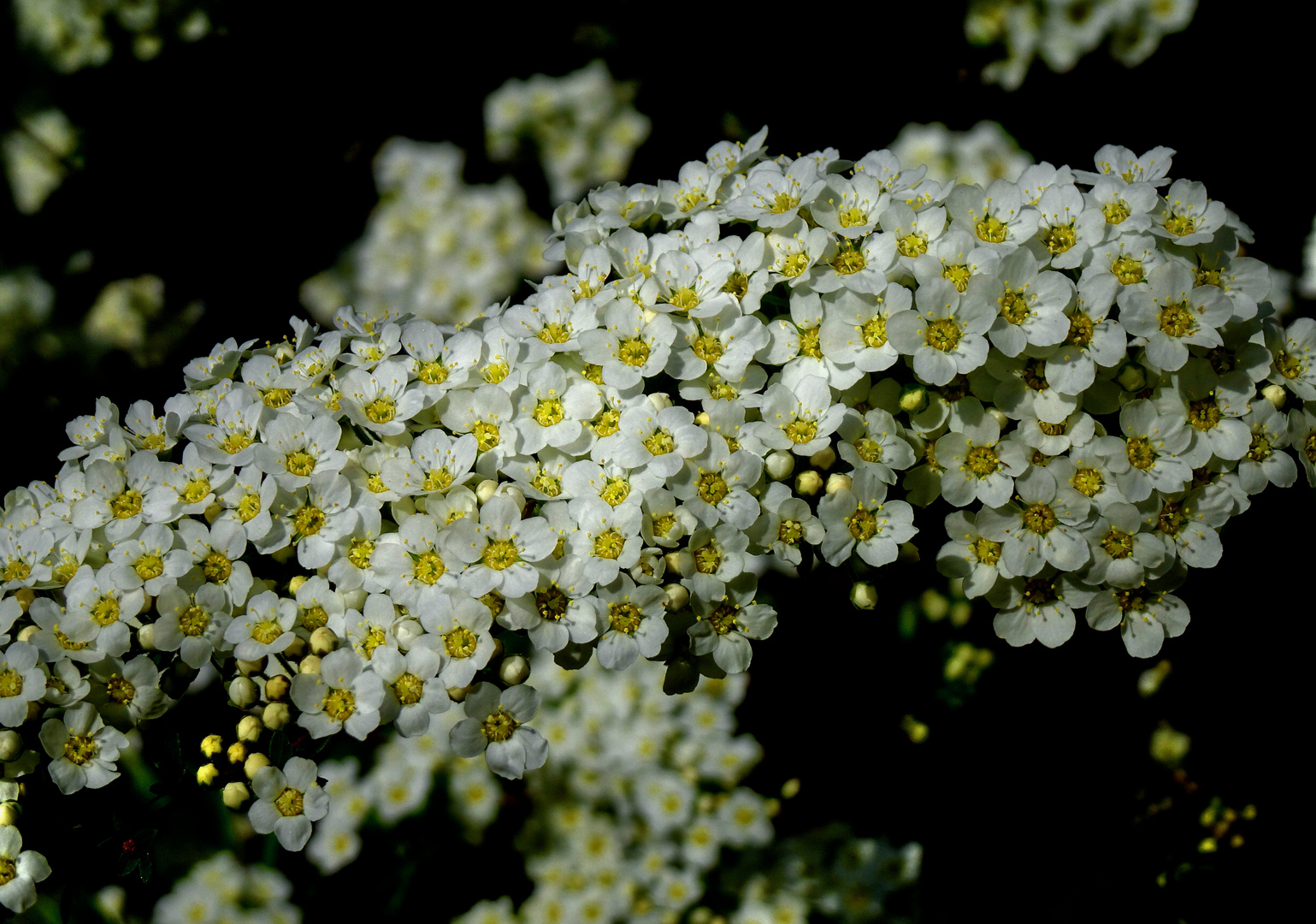 Spirea magnaphotographica 