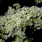 Spirea magnaphotographica 