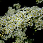 Spirea magnaphotographica 