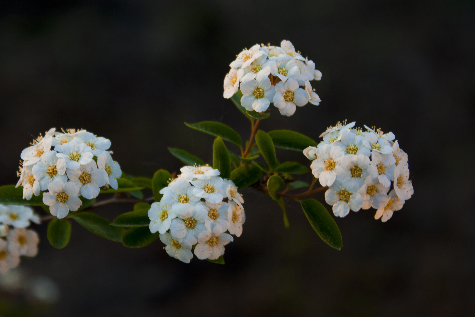 Spirea vanhouttei Foto & Bild | pflanzen, pilze & flechten, sträucher ...