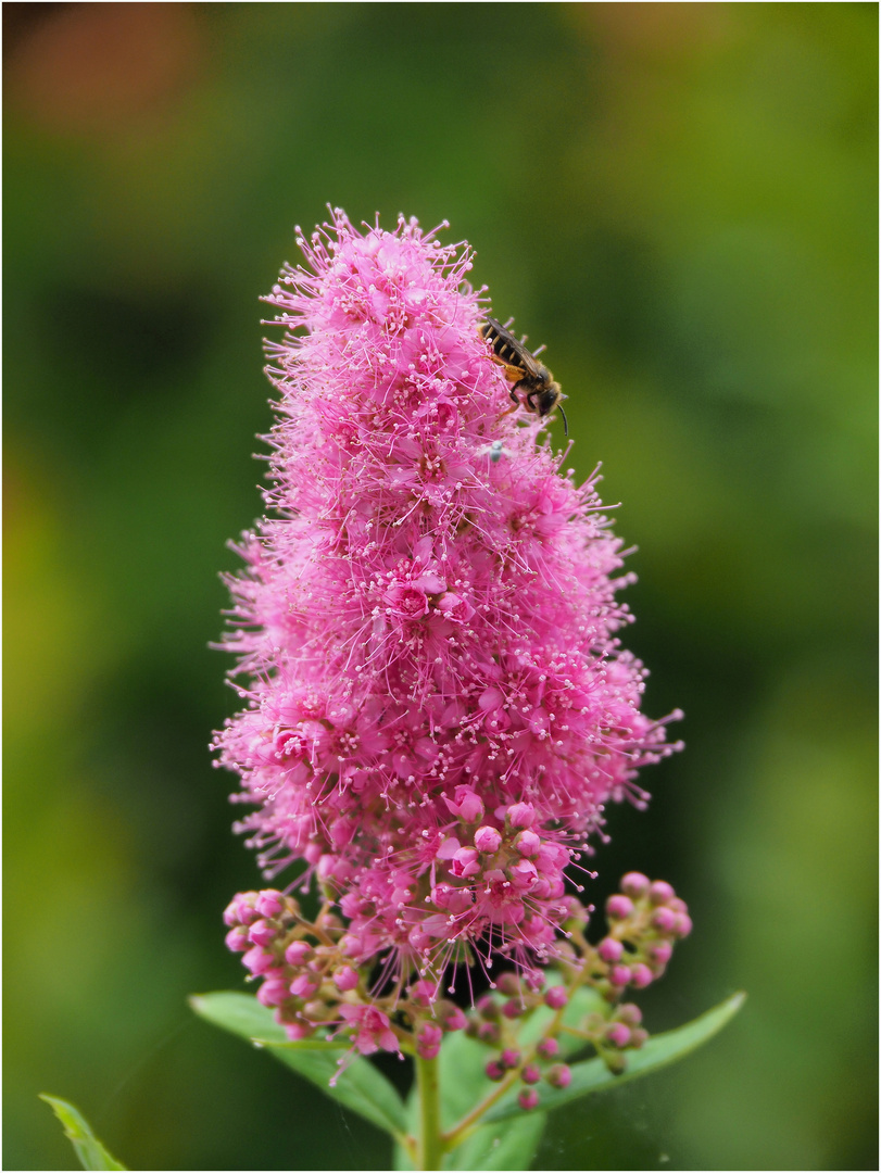 Spirée  billardii et visiteur