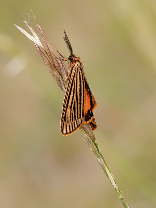 Spiris striata