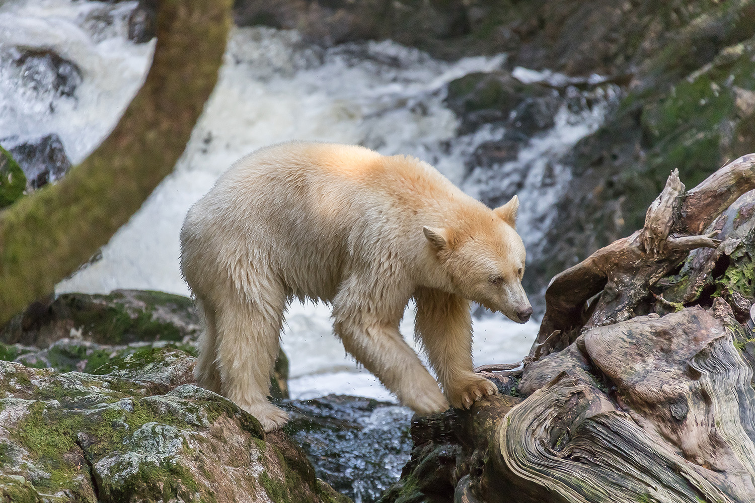 Spirit Bear