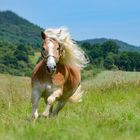 Spirit - Der wilde Mustang