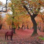 Spirit in Autumn