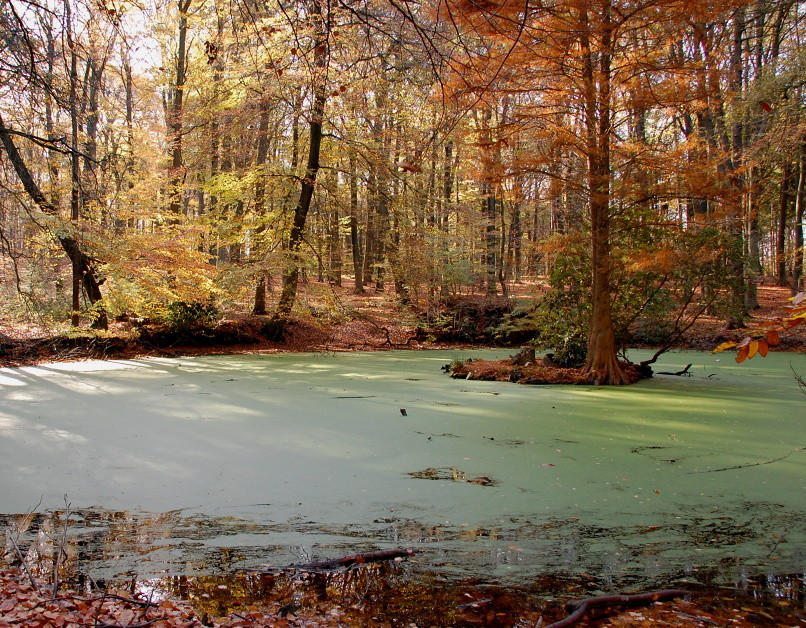 Spirit Island............ im Wassenberger Wald