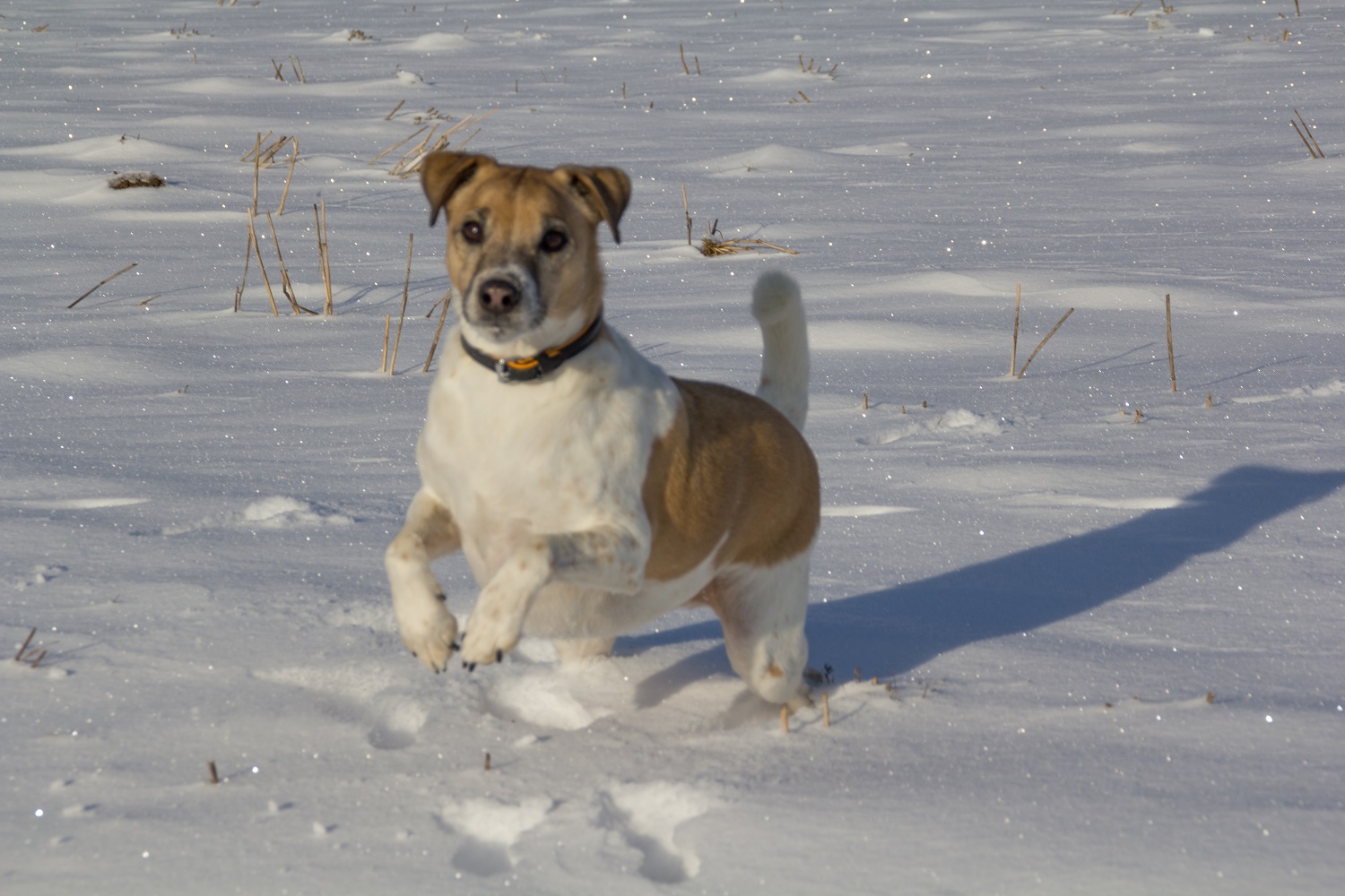 Spirit liebt Schnee