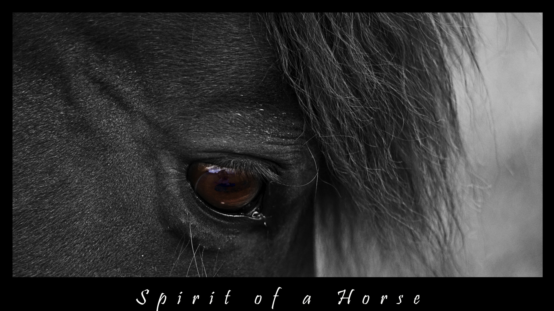 Spirit of a Horse
