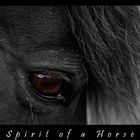 Spirit of a Horse