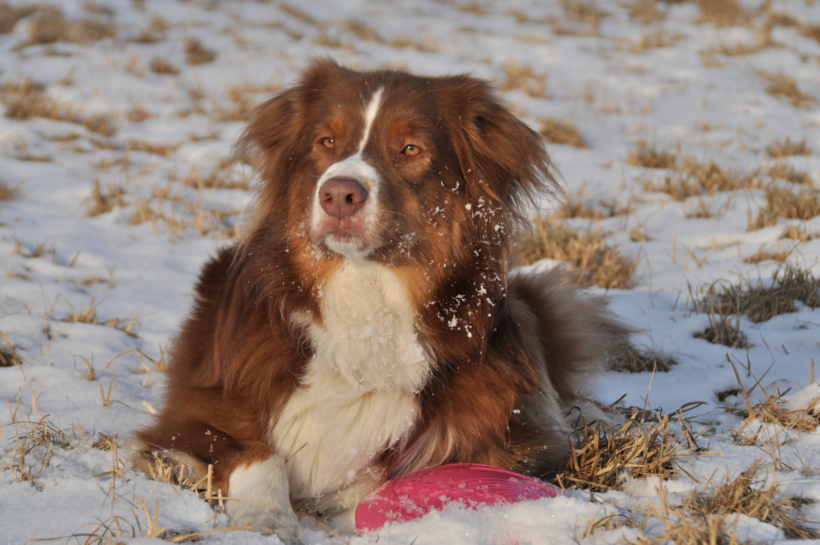 Spirit of the Snow