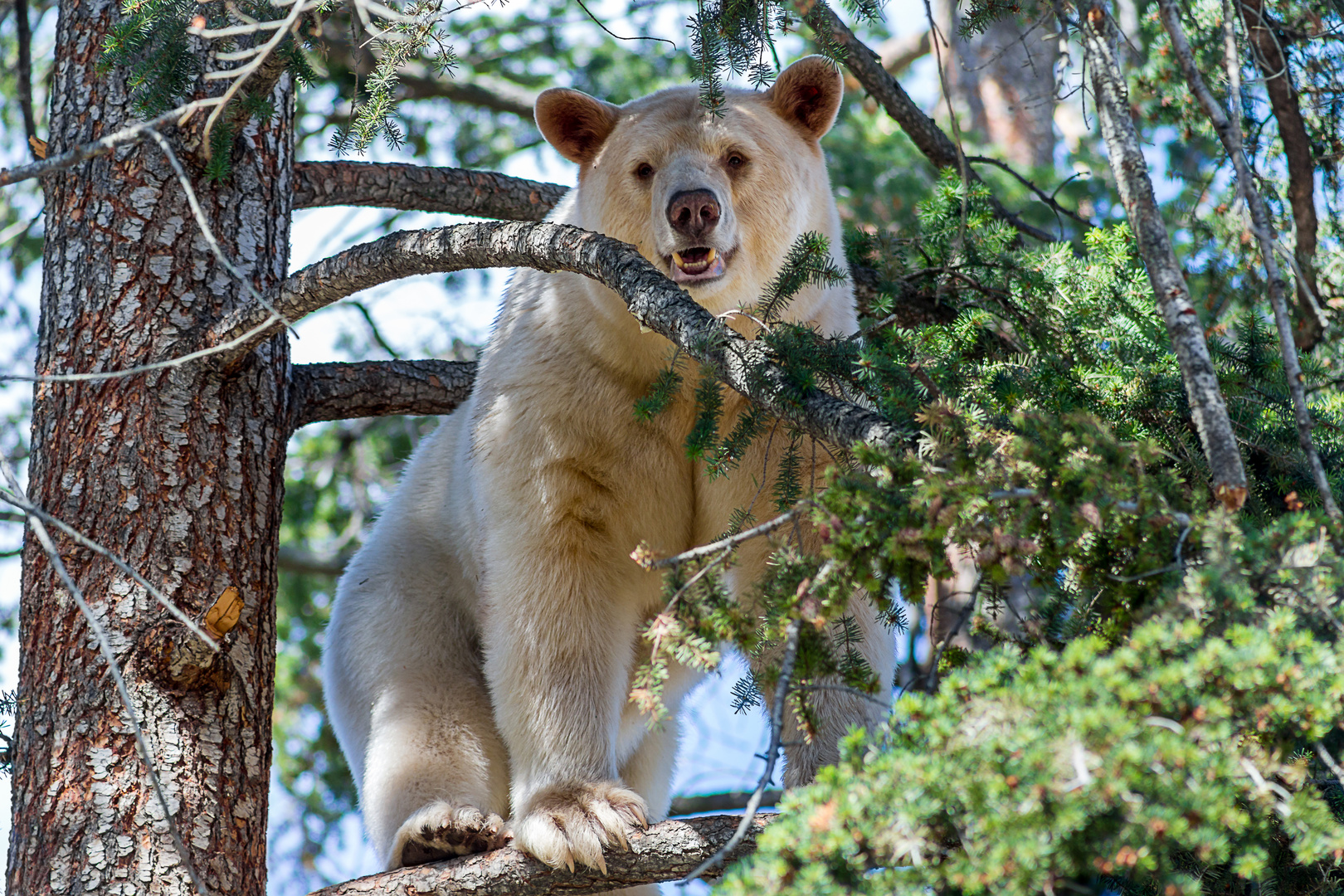 Spiritbear