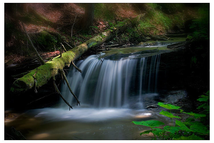 Spirits of the Forest