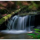 Spirits of the Forest