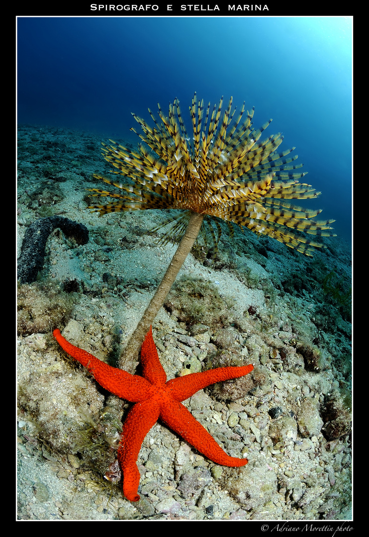 Spirografo e stella marina