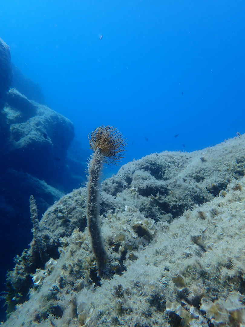 Spirografo (Sabella spallanzanii)