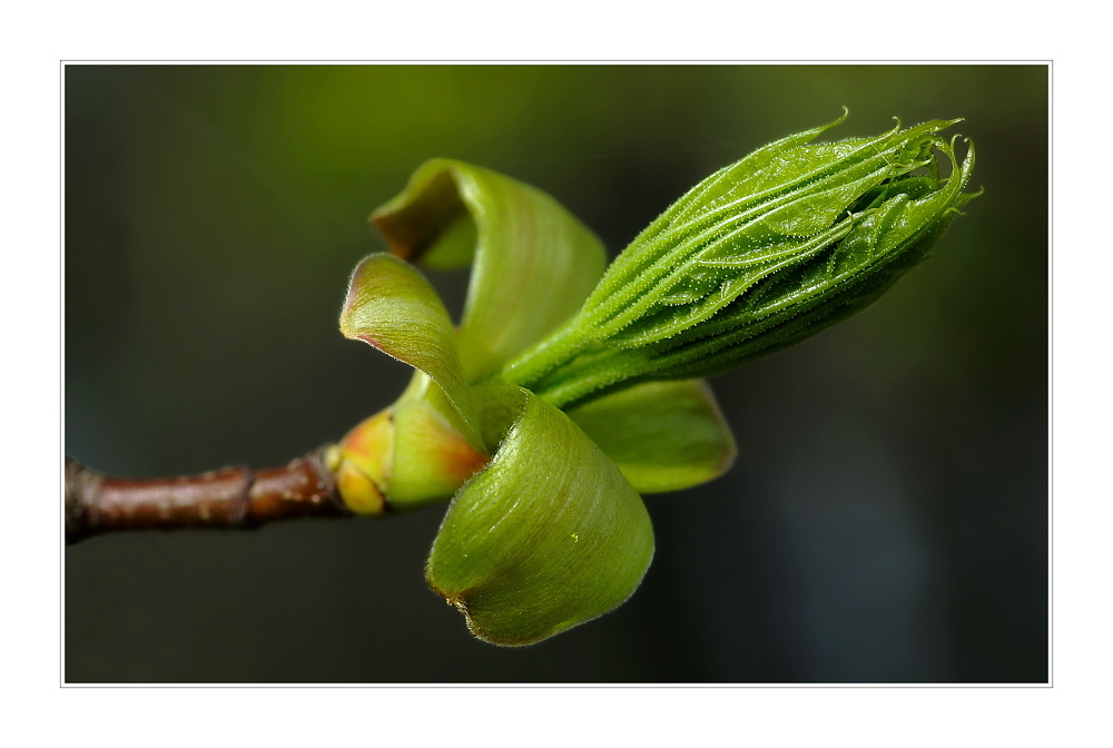 Spitz-Ahorn (Acer platanoides)