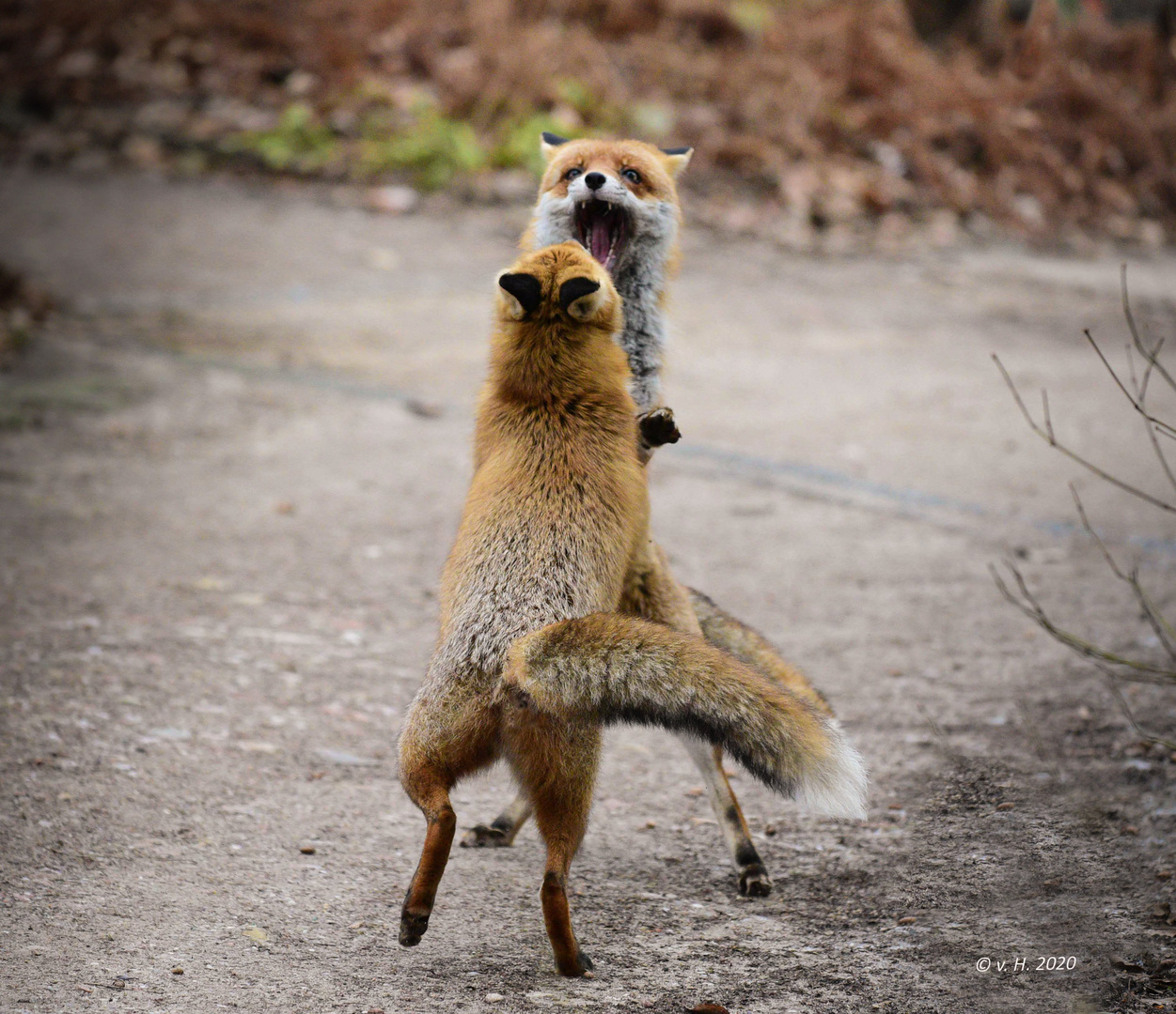 Spitz auf Knopf!