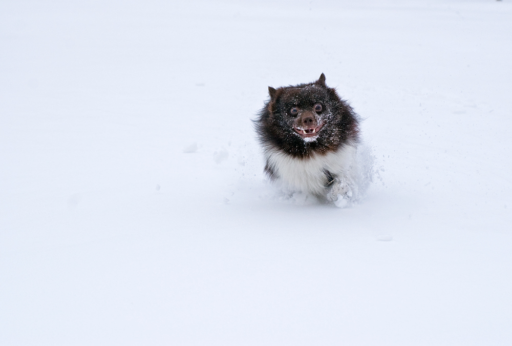 Spitz kämpft sich durch den Schnee