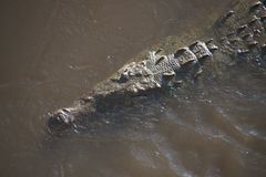 Spitz-Krokodil