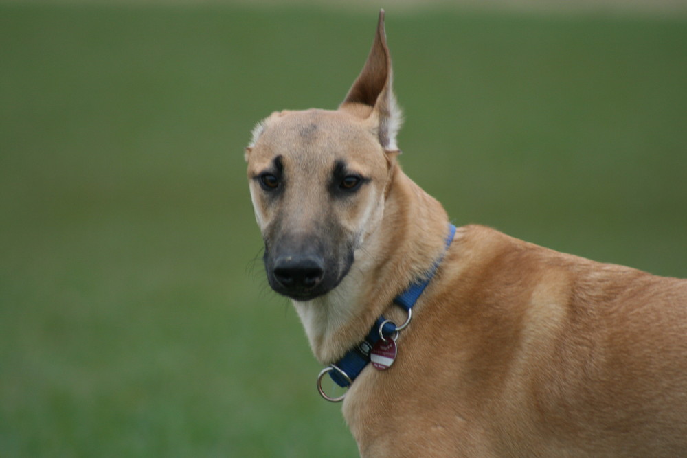 &quot;spitz mal die Ohren&hellip;&quot; Foto &amp; Bild tiere, haustiere, hunde Bilder