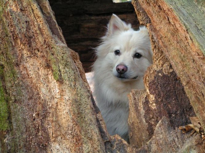 Spitz! Pass auf!