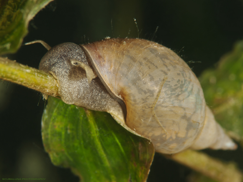 Spitz-Schlammschnecke