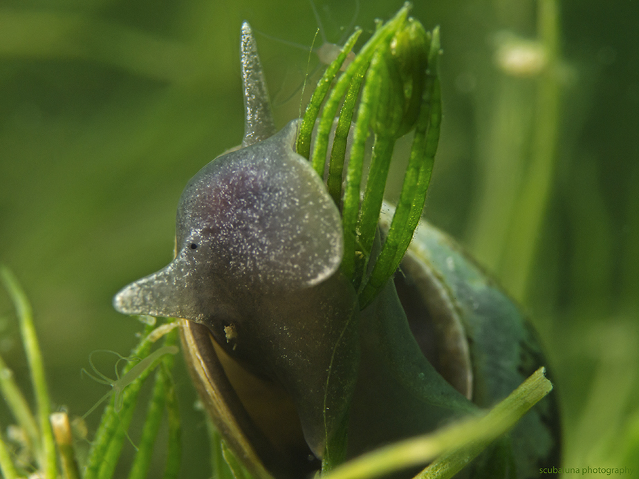 Spitz-Schlammschnecke auf Armleuchteralge