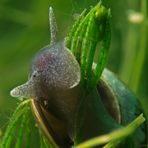 Spitz-Schlammschnecke auf Armleuchteralge