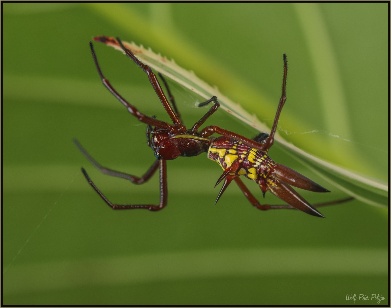 Spitz und sperrig: Radnetzspinne Micrathena sexspinosa (Costa Rica)