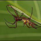 Spitz und sperrig: Radnetzspinne Micrathena sexspinosa (Costa Rica)