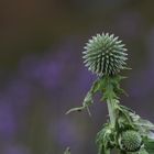 Spitz ..... vor der Blüte