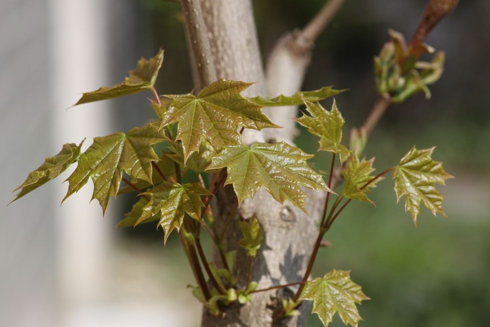 Spitzahorn Foto & Bild | pflanzen, pilze & flechten, bäume, bonsai