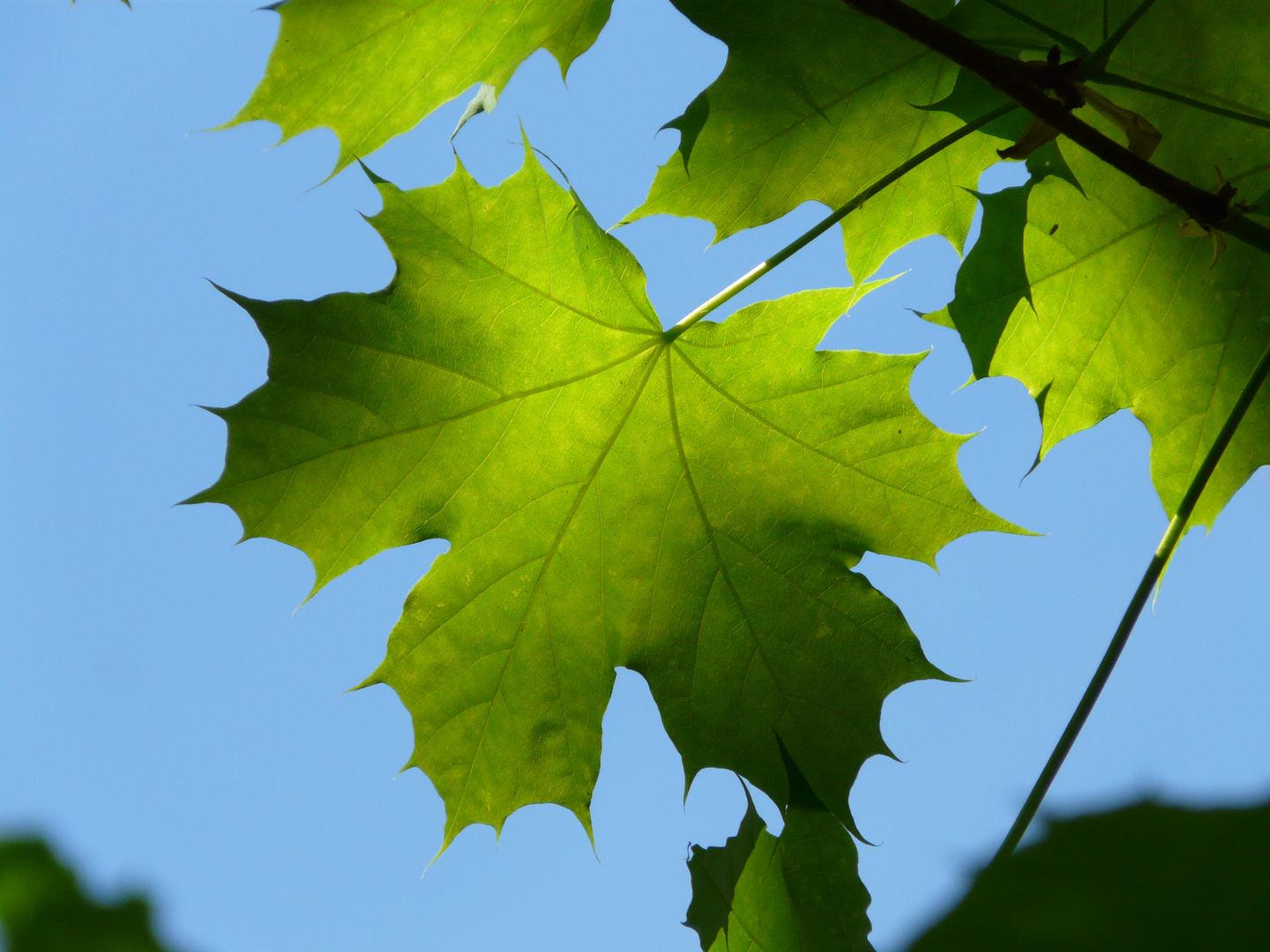 Spitzahorn - Acer platanoides im Frühsommer