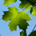 Spitzahorn - Acer platanoides im Frühsommer