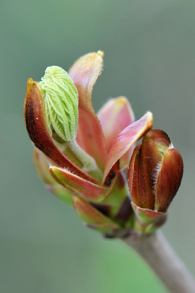 Spitzahorn, aufspringende Knospe