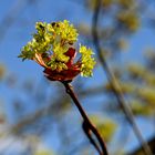 Spitzahorn Blüten