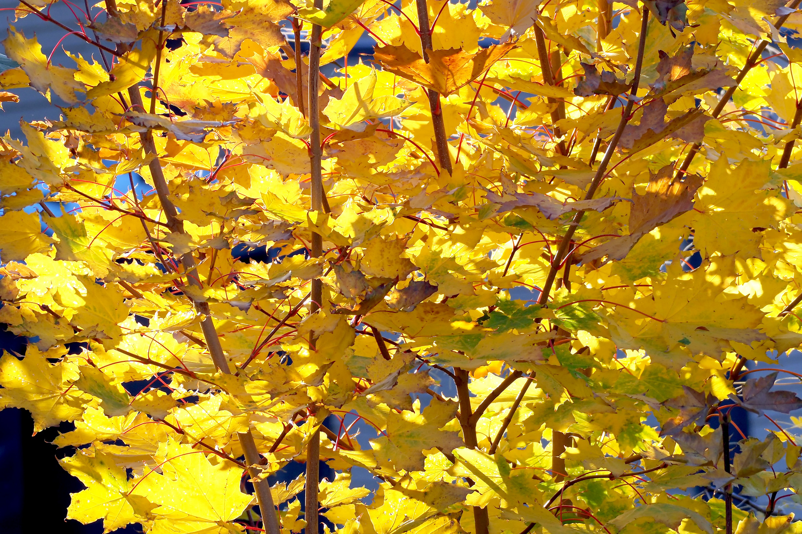 Spitzahorn - gelbe Herbstblätter