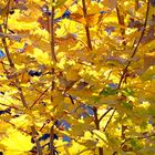 Spitzahorn - gelbe Herbstblätter