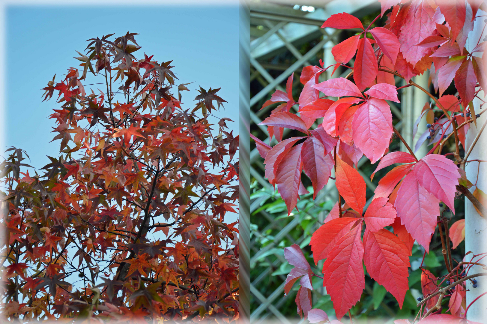 Spitzahorn im Herbst