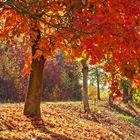 Spitzahorn in der Herbstfärbung