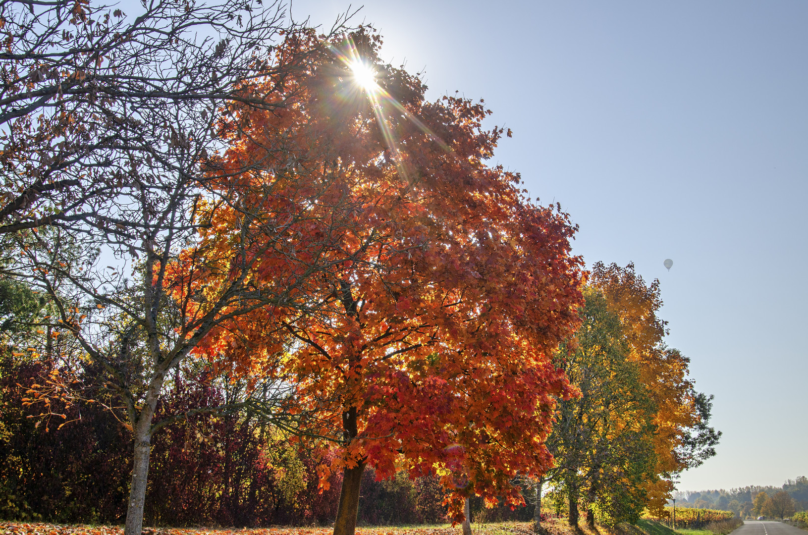 Spitzahorn in Herbstfärbung 