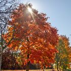 Spitzahorn in Herbstfärbung 