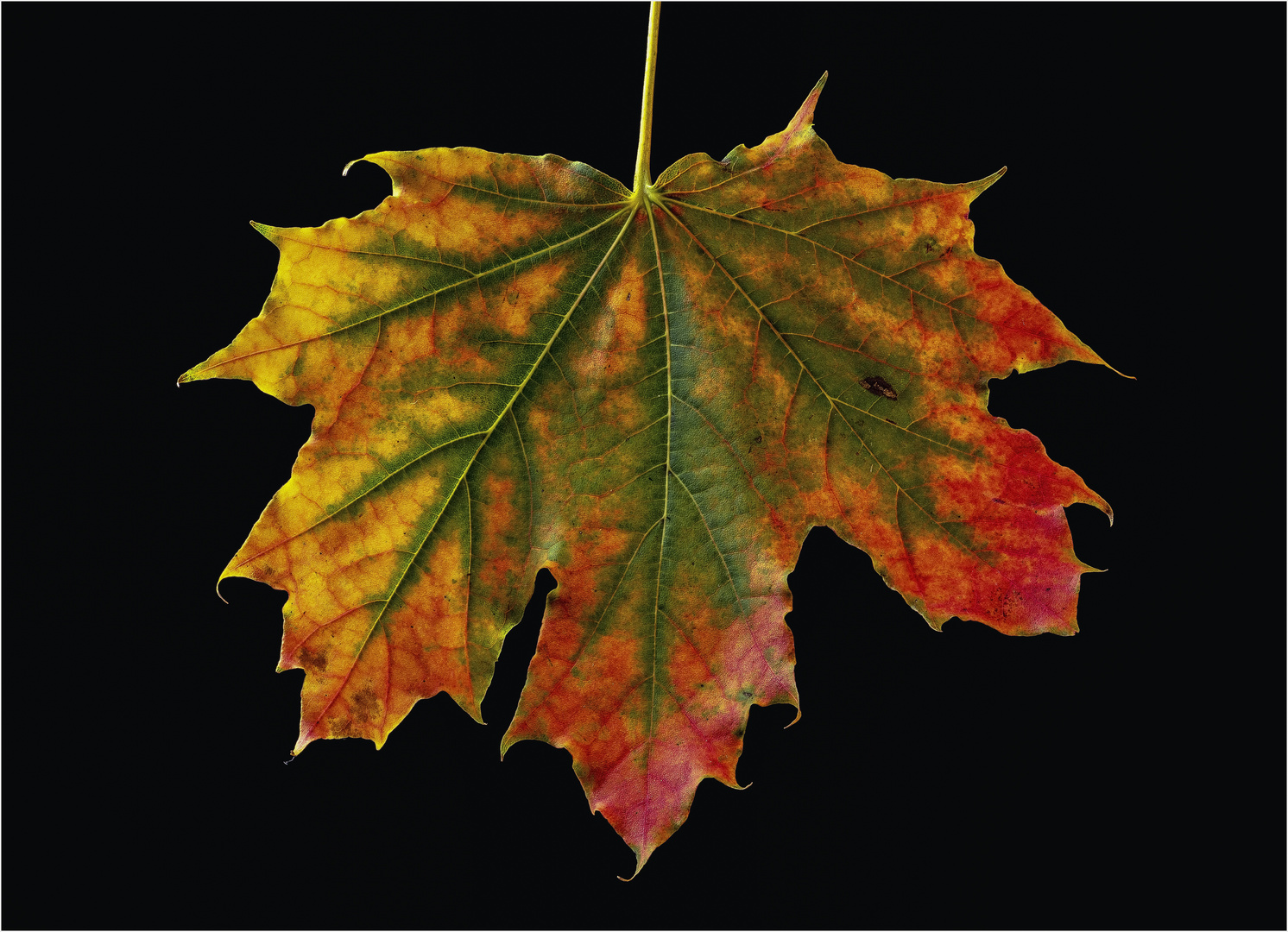 Ahorn Blatt Bild: An Artistic Journey Through Nature's Canvas