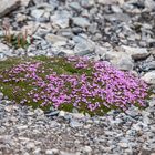 Spitzbergen [18]