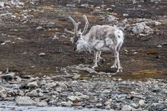 Spitzbergen